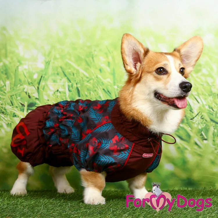 Дождевик для корги. Formydogs вельш корги. вельш корги коричневый. комбинезон для вельш корги пемброк. formydogs дождевик для вельш корги.