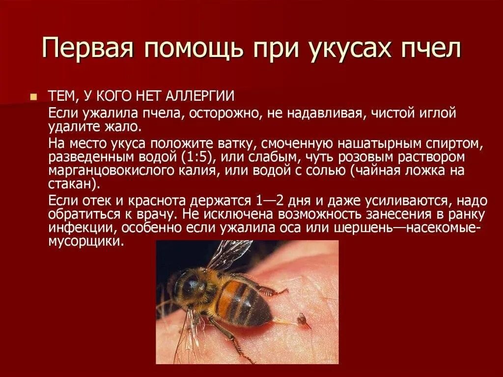 Пчела помощь. Укус осы первая помощь. при укусе пчелы первая помощь пострадавшему. первая помощь при укусах пчел и ос. помощь при укусах пчел ос шершней.