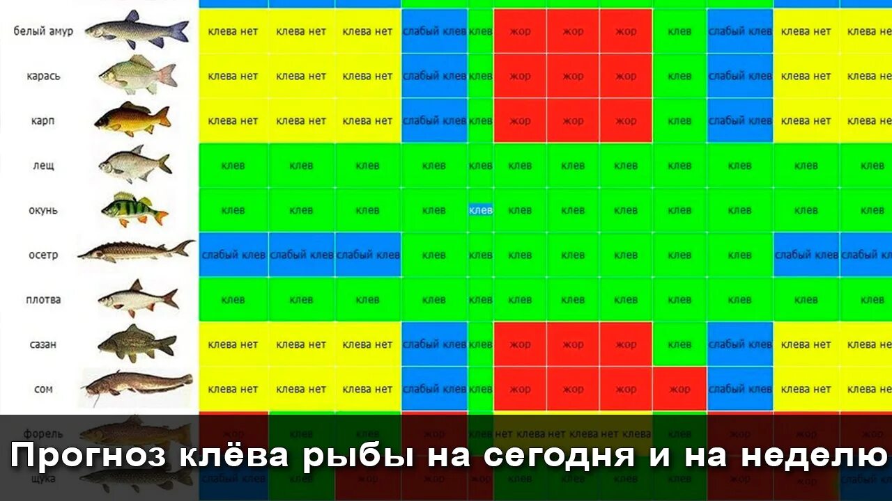 Календарь клева на сегодня. Календарь клева. Таблица клева рыбы. Рыбацкий календарь. Прогноз клёва рыбы.