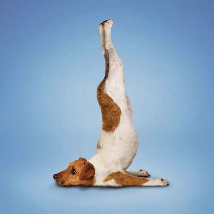 Собака йог. Позы животных. Позы животных в йоге. Йога с животными. Собака йога.
