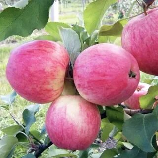 Яблоня мельба описание характеристики отзывы фото