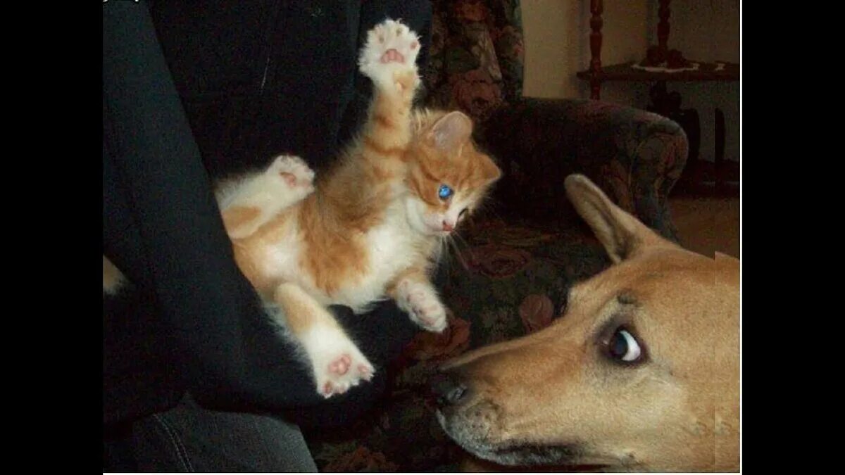 Кошка собаки нету. Смешные кошки и собаки. кот бьет собаку. кот кусает. котенок кусает собаку.