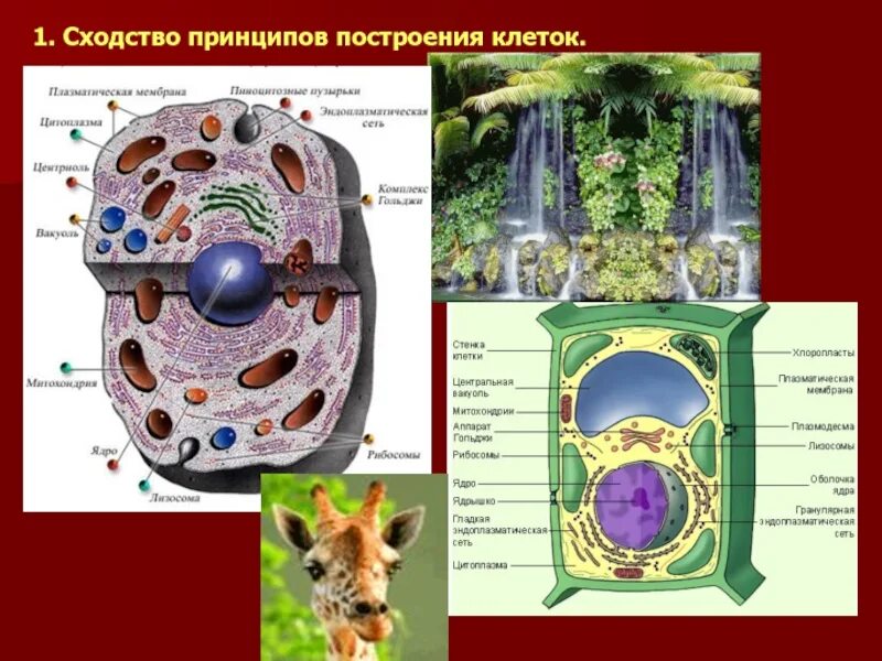 Ядро клетки отличие растение от животных. Сходство принципов построения клеток. строение клетки. построение клетки. растительная клетка.