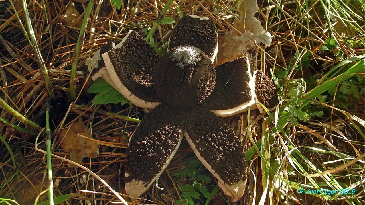 Фото черноголового. Звездовик черноголовый. Geastrum melanocephalum. Земляная звезда черноголовая гриб. Черноголовый звездовик Крымская.