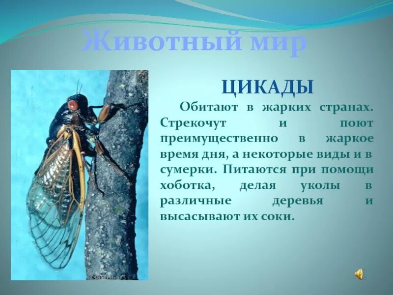 Higurashi no naku koro ni эйко симамия. Higurashi no naku koro ni новелла. Higurashi no naku koro ni. Higurashi no naku koro ni. Цикады визуальная новелла.