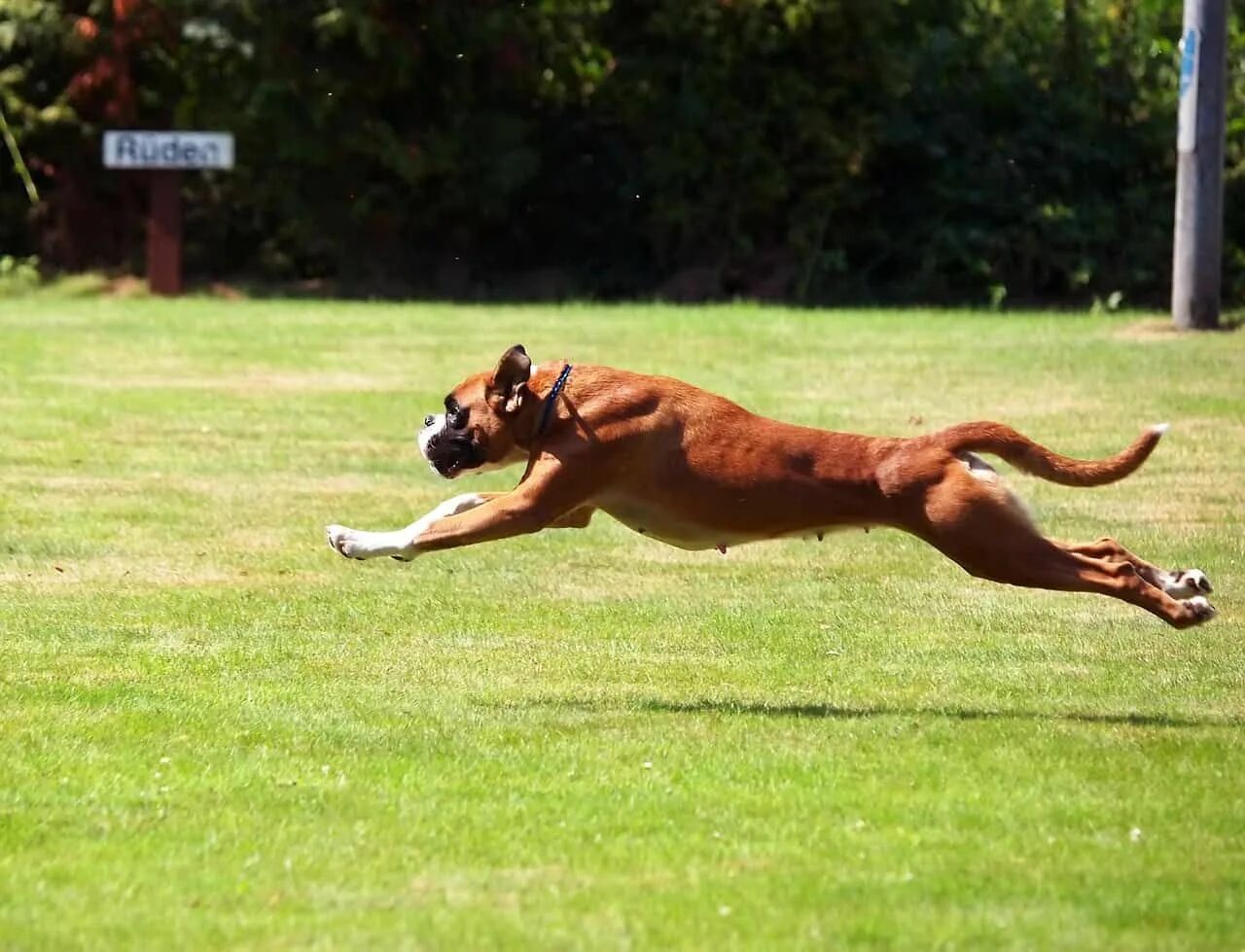 Немецкий боксёр. Собака в прыжке. Собака бежит. Боксёр собака. Run like dog