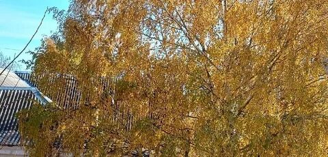 След золотая осень