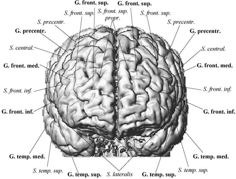 На сколько изучен мозг. Архитектоника головного мозга. Борозды и извилины головного мозга мрт. Архитектоника коры мозга. Извилины головногомоззга на мрт.