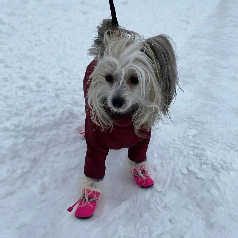 Одежда для собак маленьких пород. 441 pa - комбинезоны для собак "angeler. Пуффи одежда для собак. Комбинезон для собаки из ализе пуффи. Вязаный комбинезон для собаки.