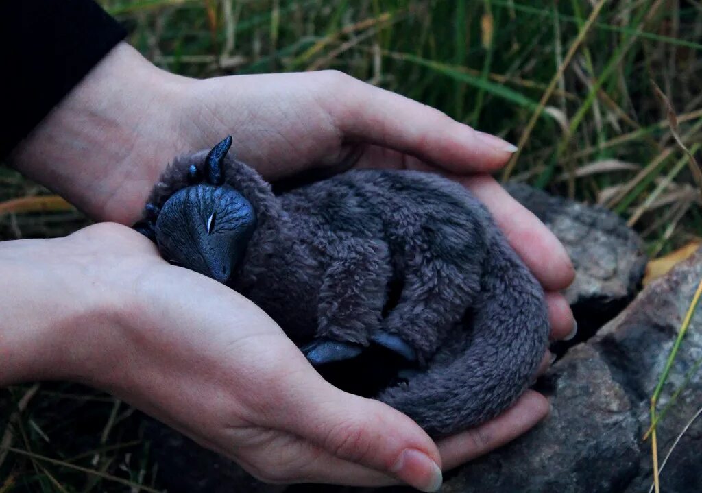 Волк черепаха. Чурупаха. Gray Dragon фото. Чюрюпаха.