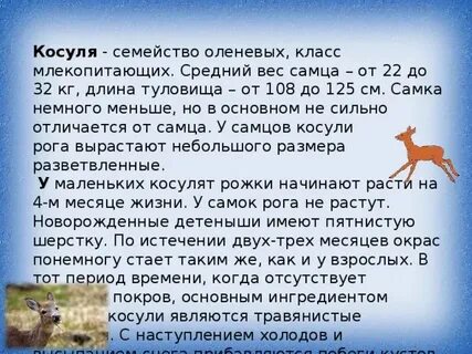 Косуля вес