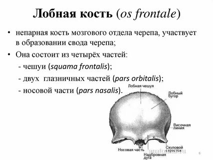 Лобная кость анатомия латынь