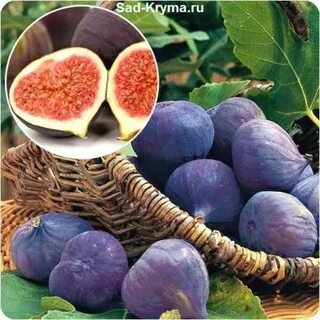 Инжир черный принц описание сорта