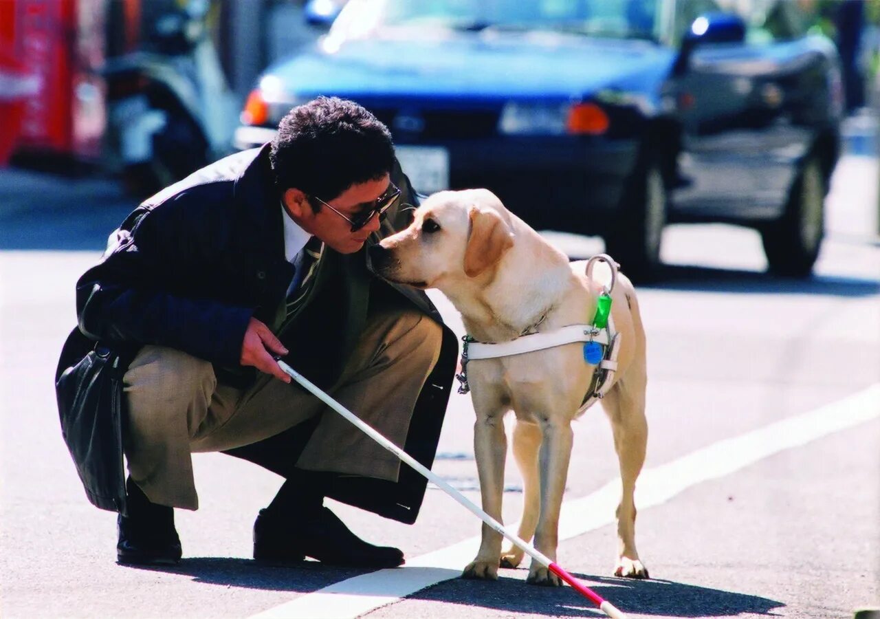 Слепой человек поводырь. Лабрадор ретривер поводырь. Собака поводырь лабрадор. Собака поводырь для слепых.