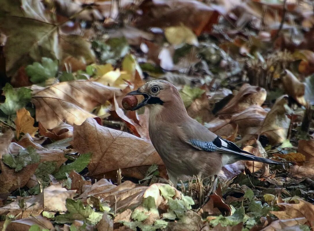 Птицы сойка парка оленьи ручьи. Птицы которые любят грецкий орех. Сойка разгребает листья разбор предложения. Сойка в карелии фото. Сойка ленинградская область.