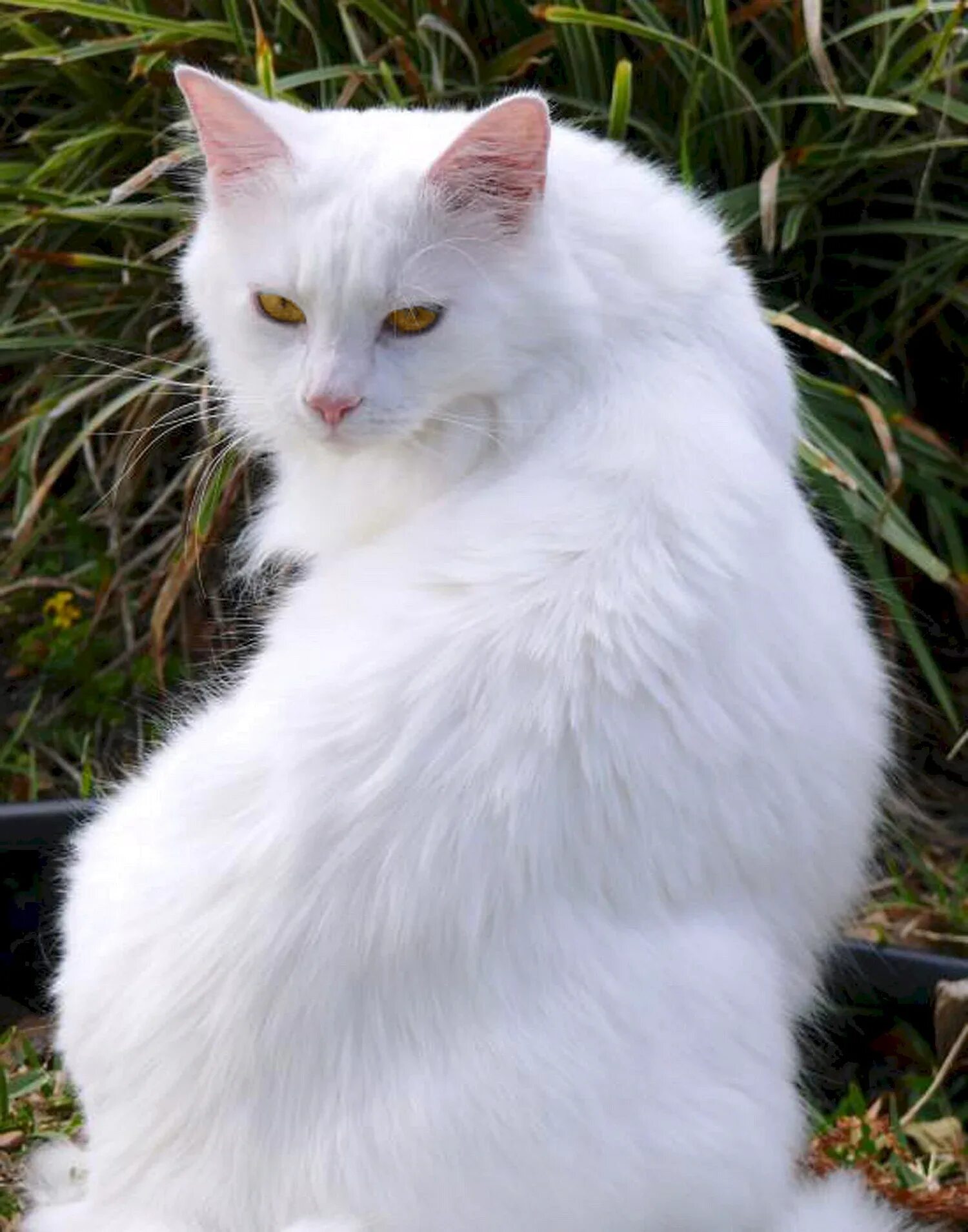 Как называется белая порода кошек. Турецкая ангора биколор. Ангорская кошка. Турецкая ангорская кошка. Сибирская ангорская кошка.