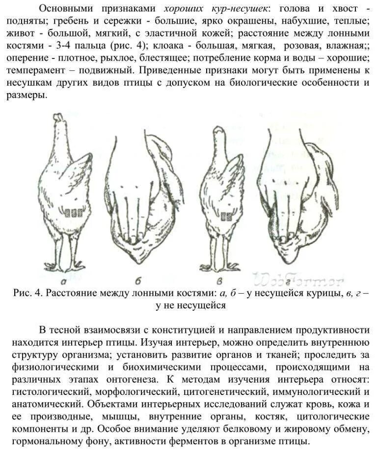 Как найти курицу. Лонные кости у курицы несушки. Лонные кости у кур несушек. Как по гребешку определить Возраст курицы несушки фото. Как определить Возраст несушки.