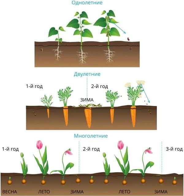 Двулетние и многолетние растения. Продолжительность жизни растений. Развитие однолетнего растения. Жизненный цикл однолетнего растения.