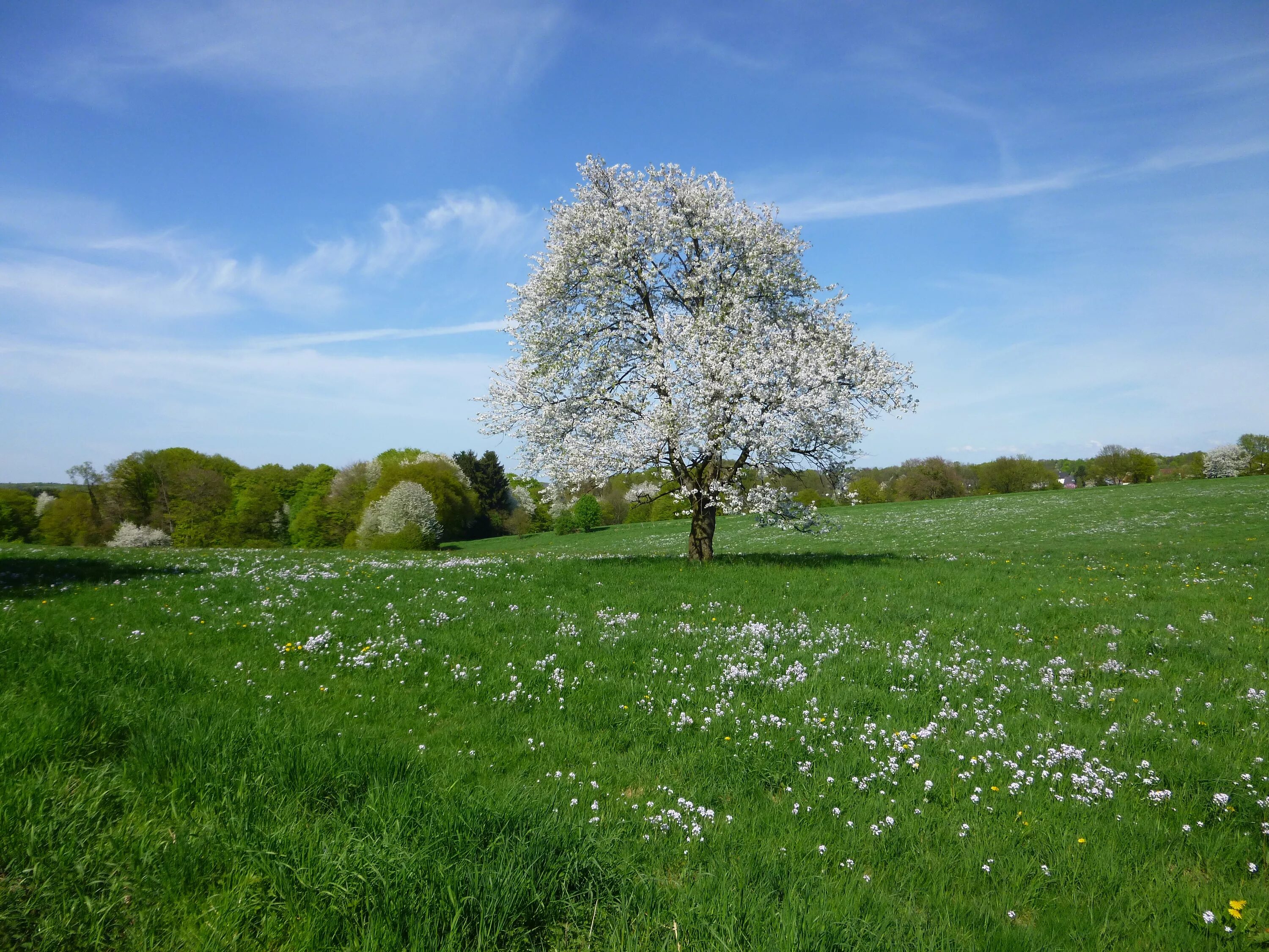 Поле весной картинки. Весенний пейзаж. Весеннее поле. Весеннее дерево. Весенний луг.