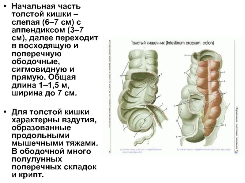 Общая длина толстой кишки. Строение кишечника слепая кишка. Слепая кишка анатомия строение. Начальная часть толстой кишки. Начальная расширенная часть толстой кишки.