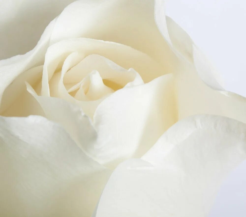 Лепестками белых роз. Фотообои белые розы. Роза на белом фоне. Кипельно белые розы. Фон из белых роз.