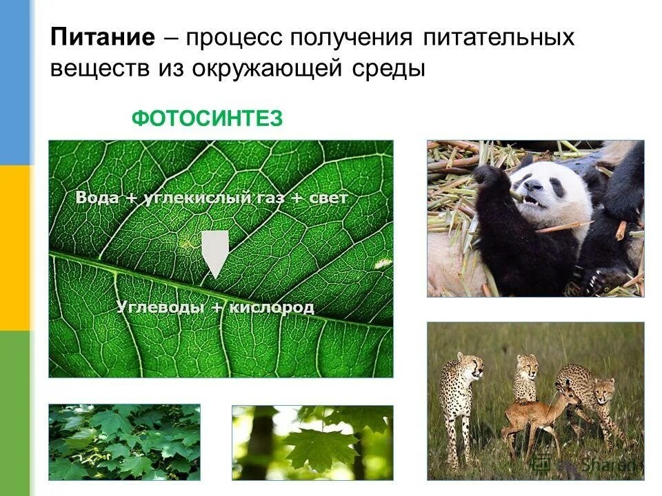 5 интересных фактов о признаках живых организмов