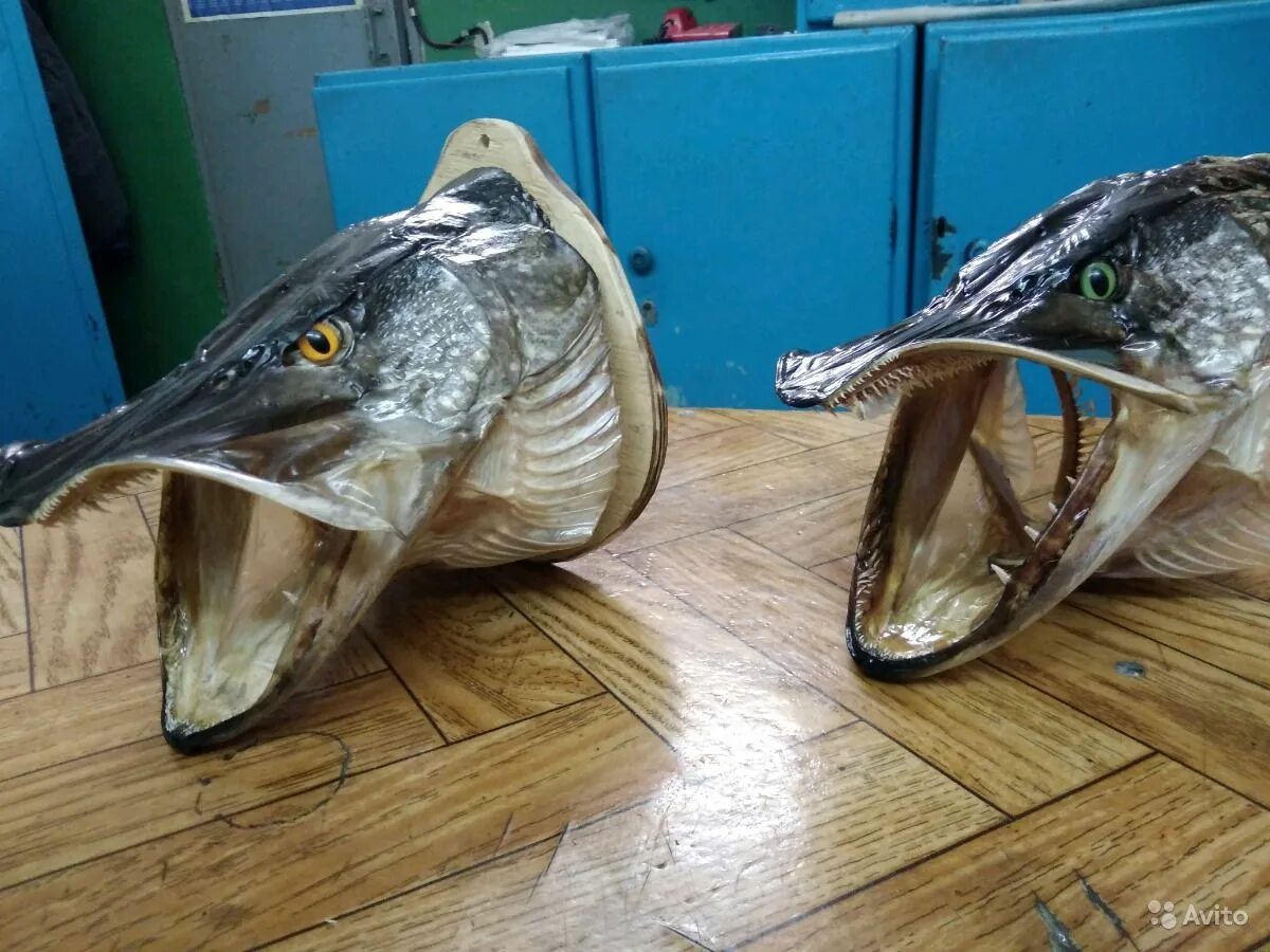 Чучело щучьей головы. Чучело головы щуки. Как сделать чучело из головы щуки. Чучело рыбы. Как сделать чучело из головы щуки.