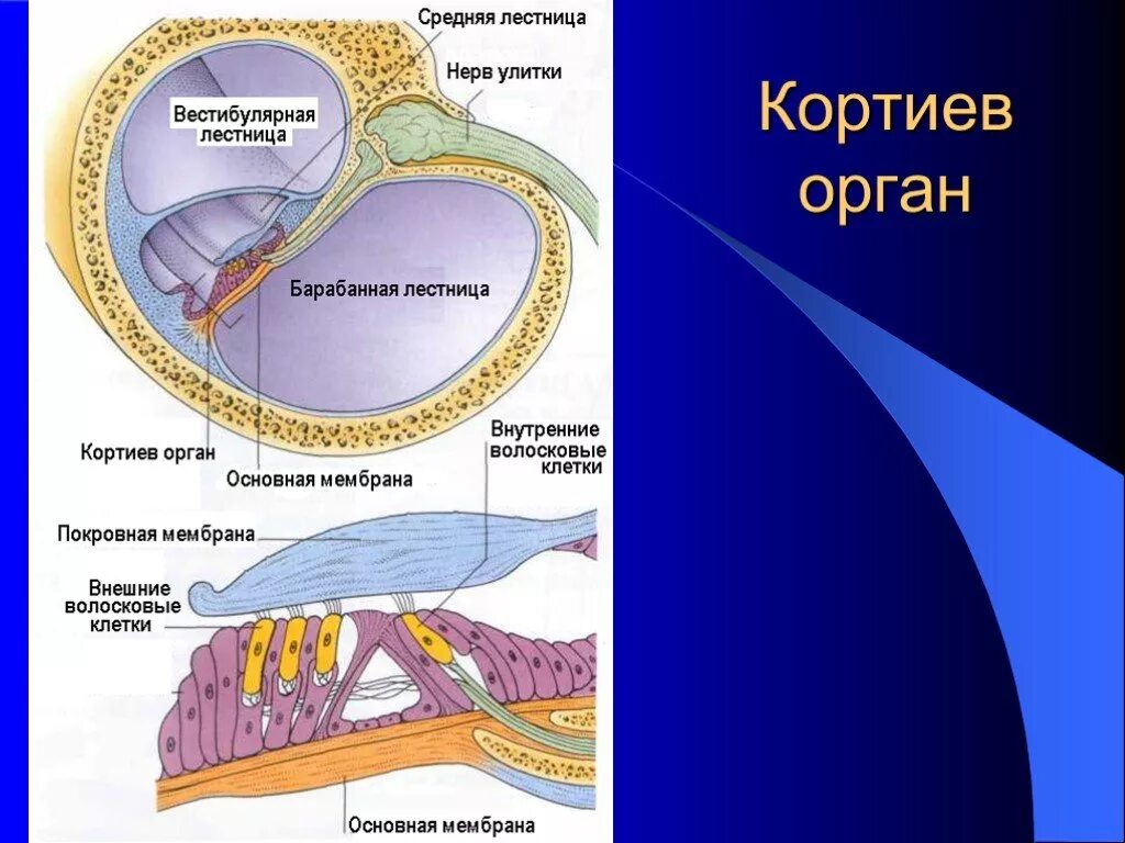 Кортиев орган Рецептор слухового анализатора. Слуховой анализатор внутреннее ухо Кортиев орган. Строение улитки Кортиев орган. Рецепторные клетки Кортиева органа. Мембраны внутреннего уха