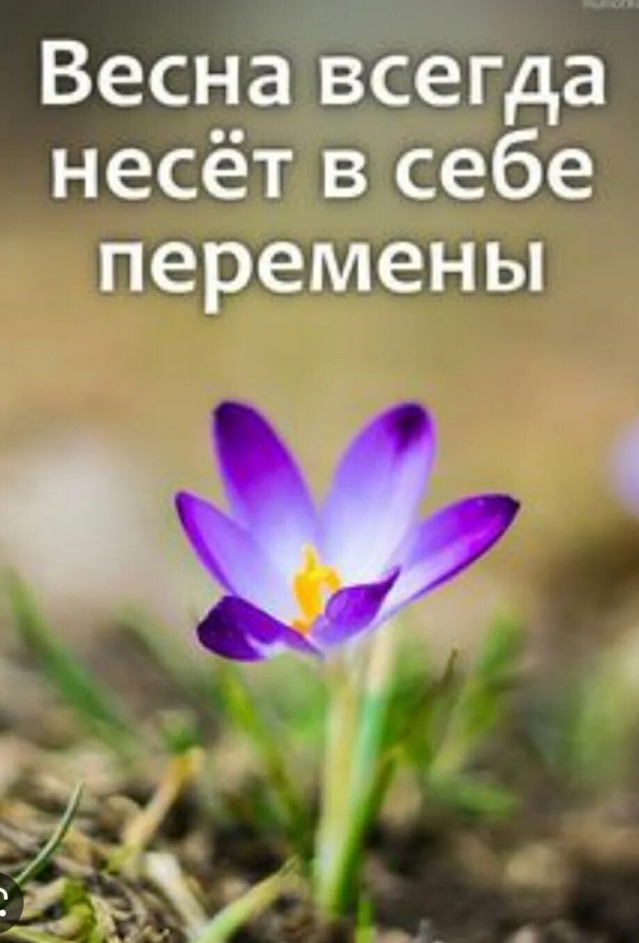 Весенние цитаты. Цитаты про весну. Высказывания о весне. Афоризмы о вечном. Красивые фразы о весне