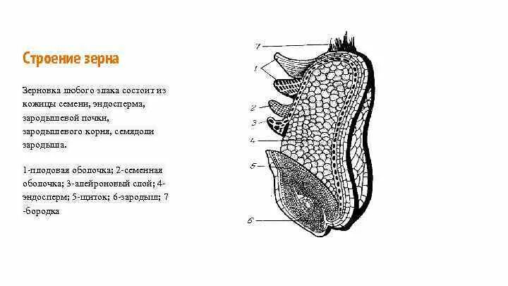 Продольный разрез зерновки пшеницы. Строение зерна пшеницы зерновки. Продольный разрез зерновки пшеницы рисунок. Зерновка пшеницы в поперечном разрезе.