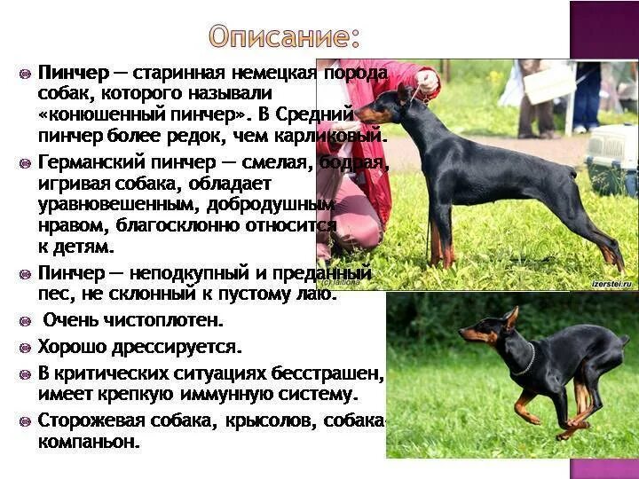 Цвергпинчер собака описание
