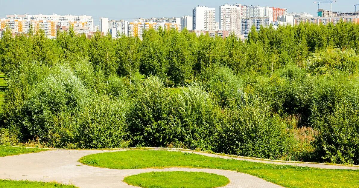 Городские зеленые зоны. Митинский лесопарк. Ландшафтный парк Митино. Лесопарковые и зеленые зоны. Зеленые зоны в городе.