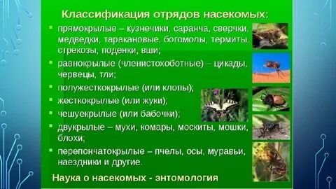 Отряды насекомых по биологии