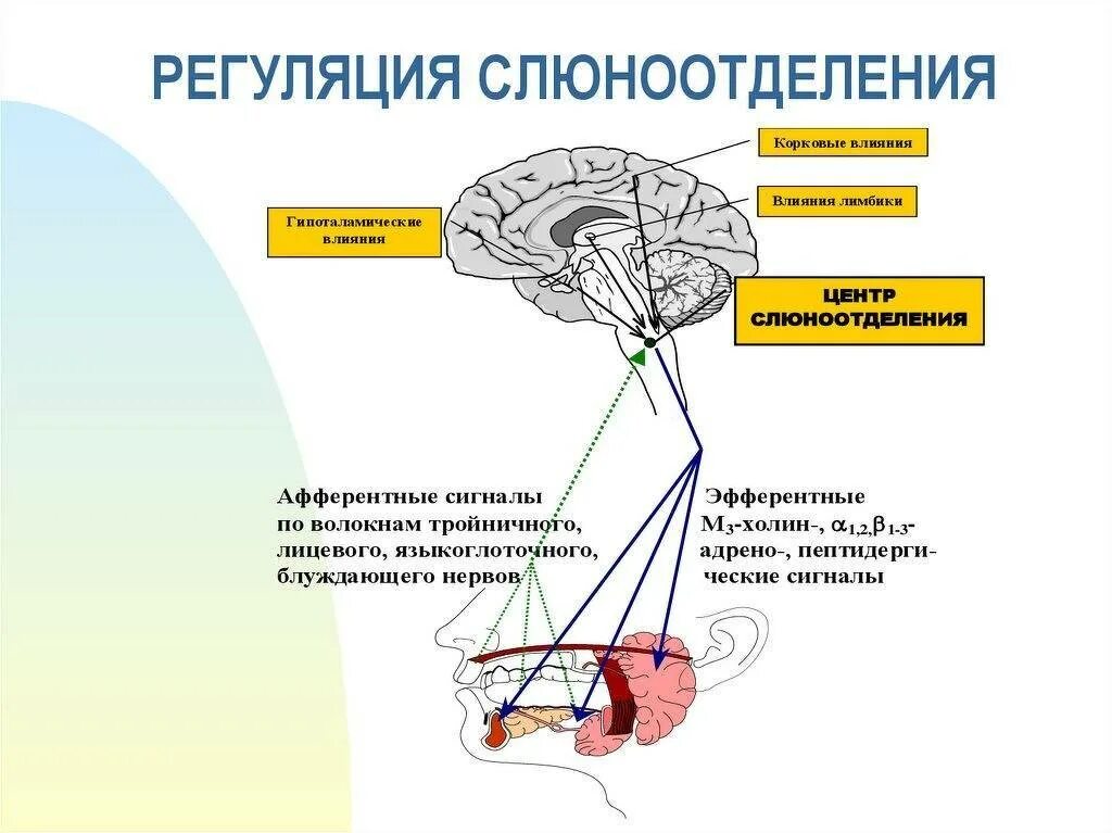Центр регуляции слюноотделения находится в