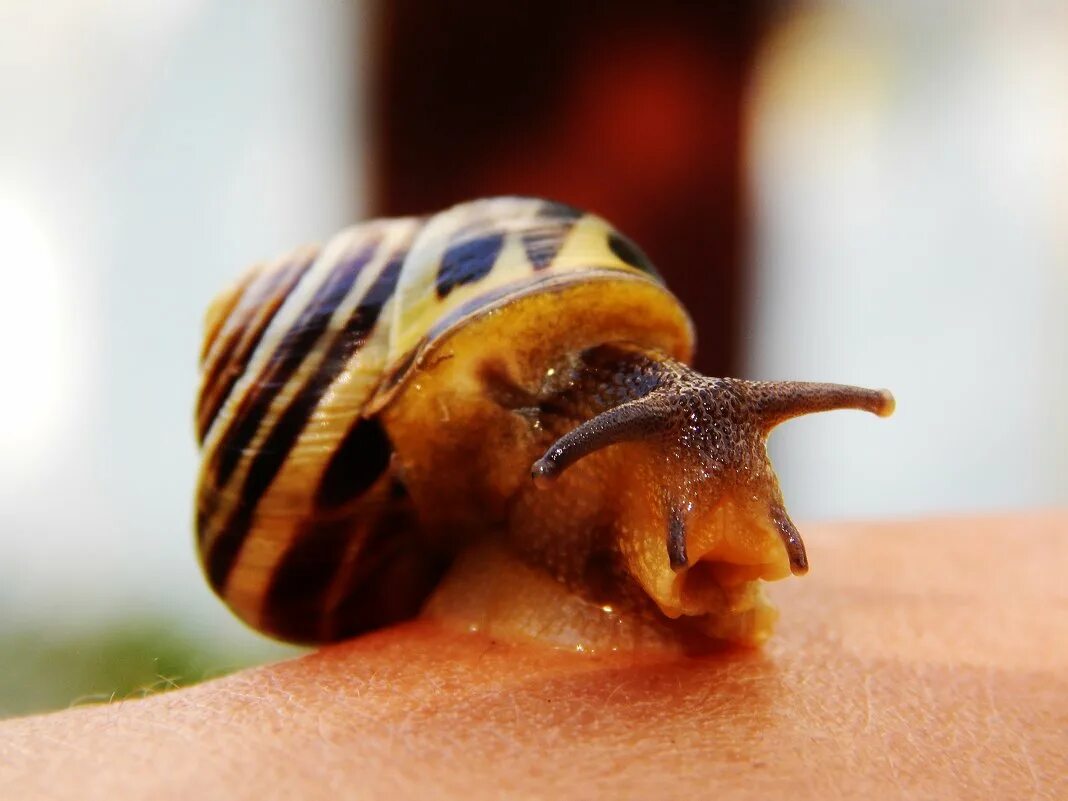 Free Images : nature, macros, close up, skin, eye, organ, organism, shell, spira