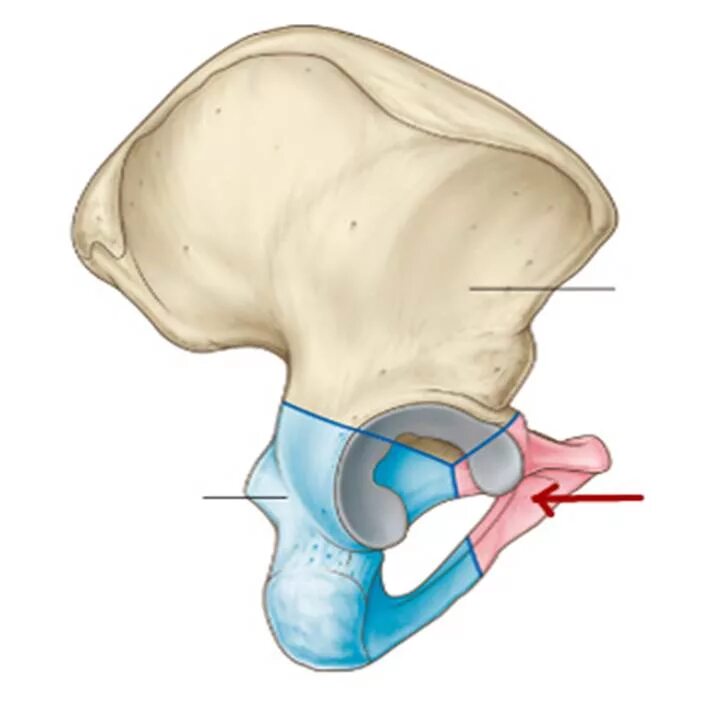 Линия подвздошной кости. Подвздошная кость (os Ilium). Подвздошная кость лобковая кость. Подвздошная кость таза анатомия. Кости таза лонная кость анатомия.