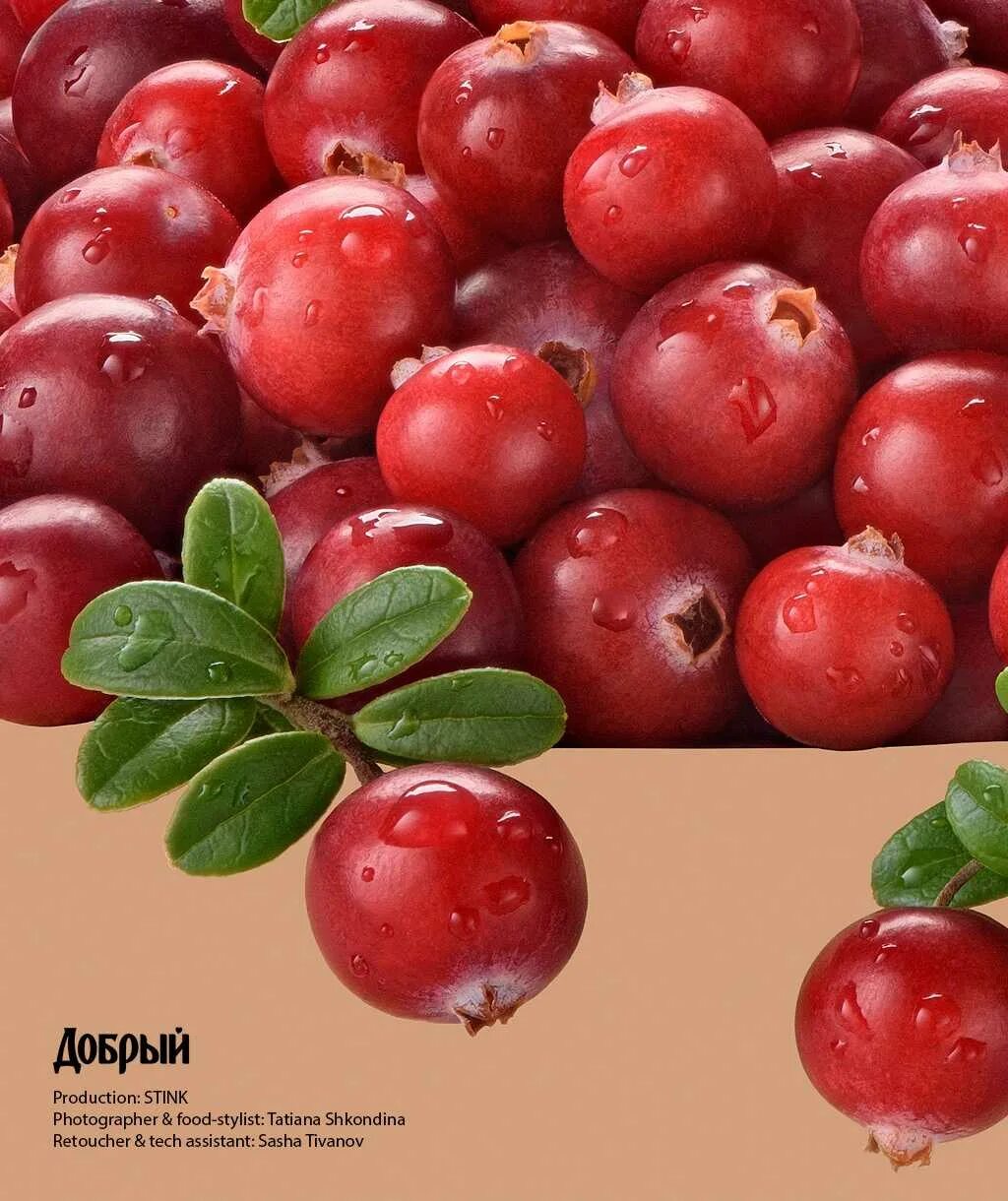 Клюквинка или клюквенка. Клюквинка или клюквенка. Брусника фон. Клюква на белом фоне. Клюквинка или клюквенка.