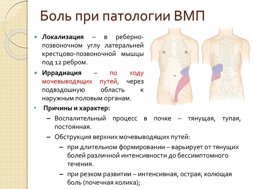 Боль при патологии ВМП. Локализация боли при болезни мочевыводящих путей. Боль в реберно позвоночном углу. Иррадиация боли по органам. Иррадиация почечной колики