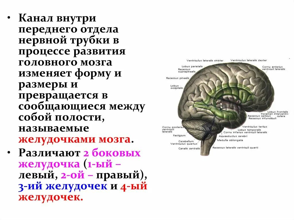 4 Желудочек головного мозга. Желудочки продолговатого мозга. Желудочки головного мозга анатомия. Развитие головного мозга. Направления эволюции головного мозга