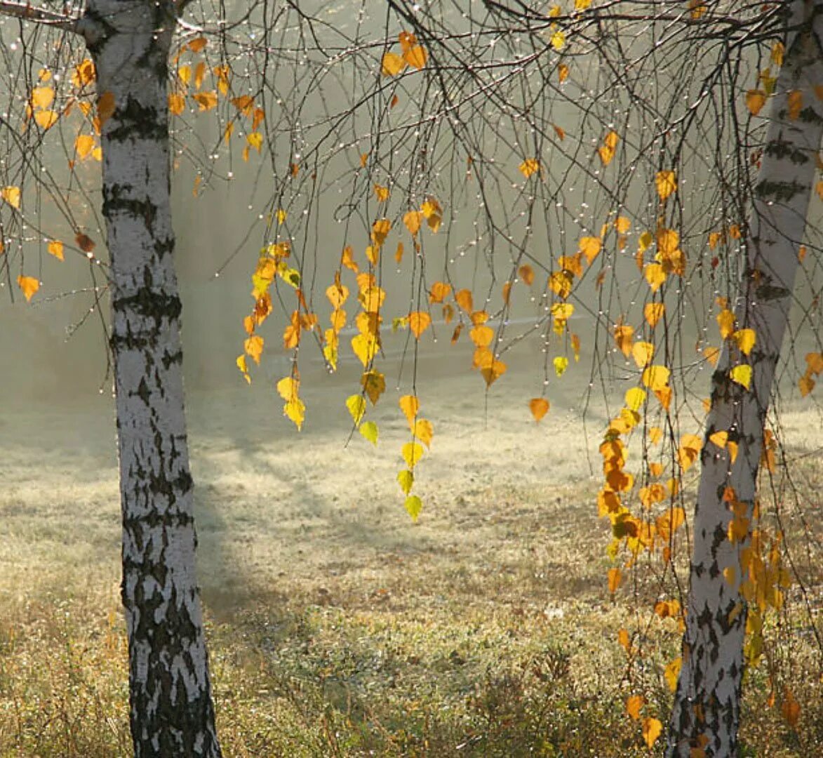 Ранний листопад