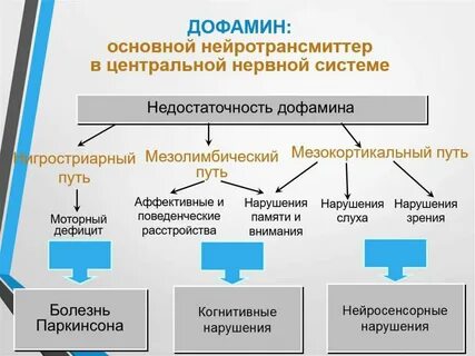 Дофаминовая система