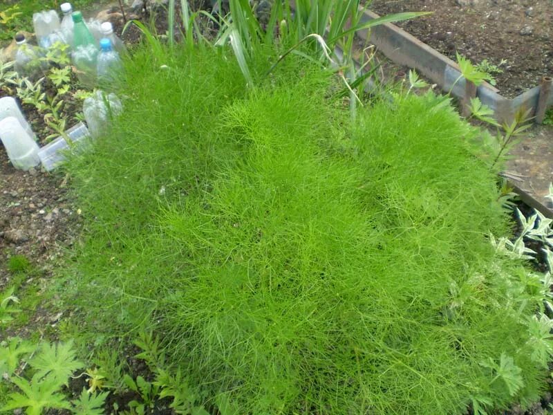 молочай кипарисолистный. молочай садовый кипарисовый. хвощ трава декоративная. молочай кипарисовидный. молочай кипарисовый елочка.