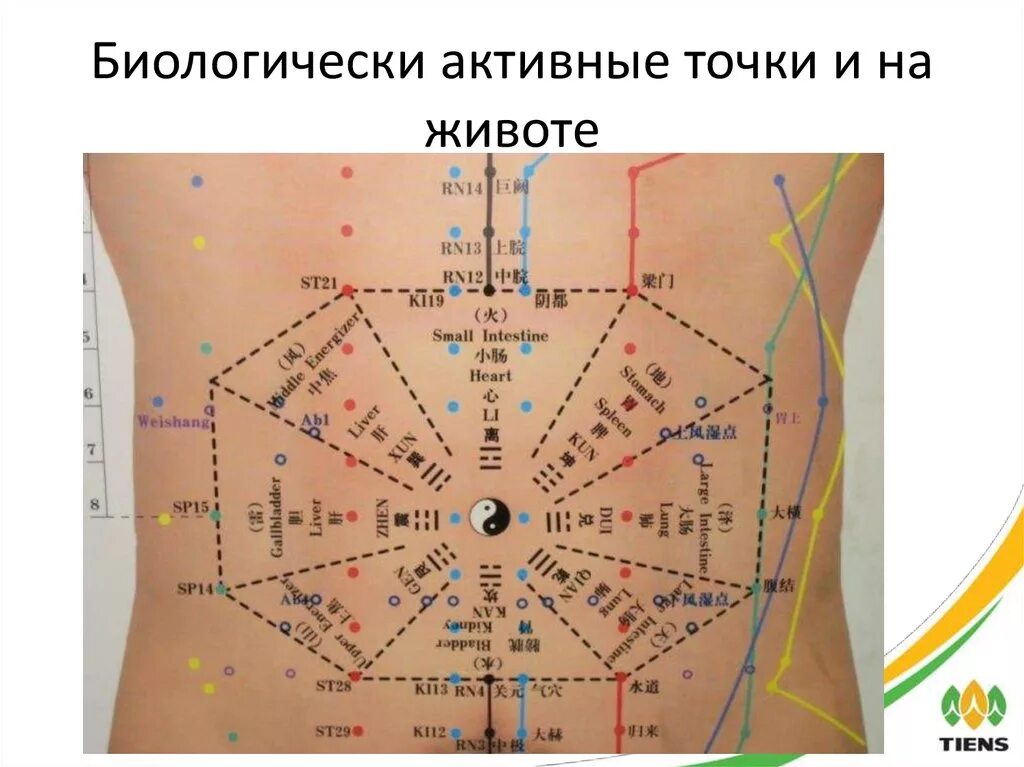 Точка тута. Биологически активные точки - точки акупунктуры. Биологически активные точки на животе. Энергетические точки на животе. Акупунктурные точки на животе.