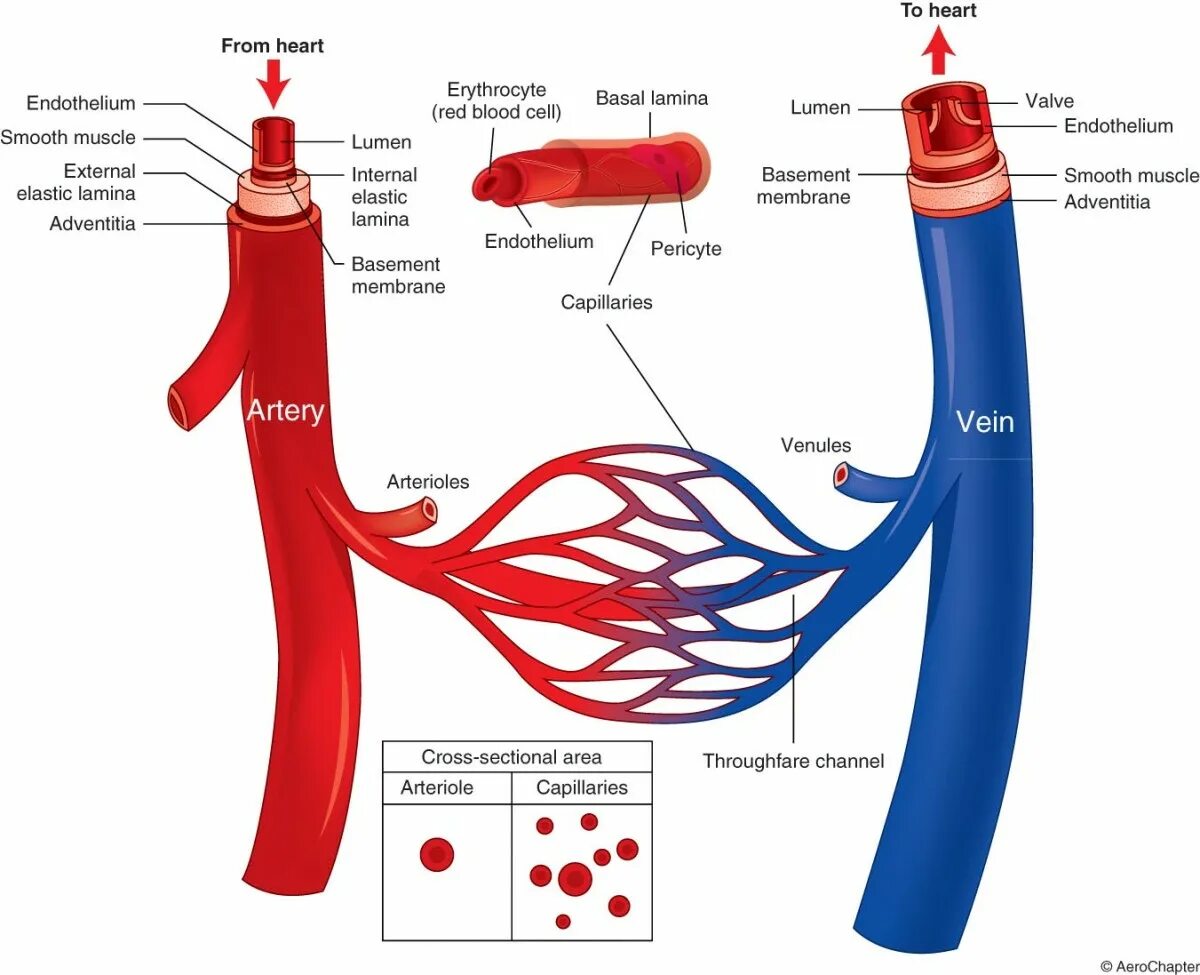 Строение вены рисунок. Диаметр кровеносных сосудов. Строение артерии человека. Диаметр кровеносных сосудов человека. Строение вены.