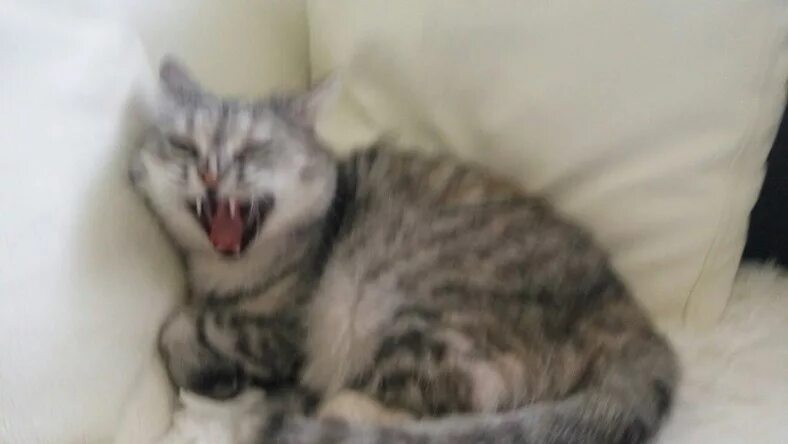 смешной кот в плохом качестве. фото кота в плохом качестве. бракованные коты. вонючий кот. смазанный черный кот.