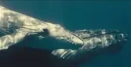 Wild ocean. Горькие туманы атлантики. Океан документальный. Океан документальный. Океан документальный.