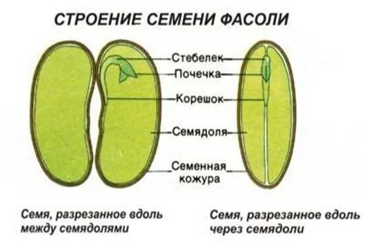 Семя его строение и значение 6 класс. Семя фасоли зародыш семенная кожура. строение семян однодольных и двудольных растений. строение семени однодольных и двудольных. строение зародыша семени фасоли рисунок.