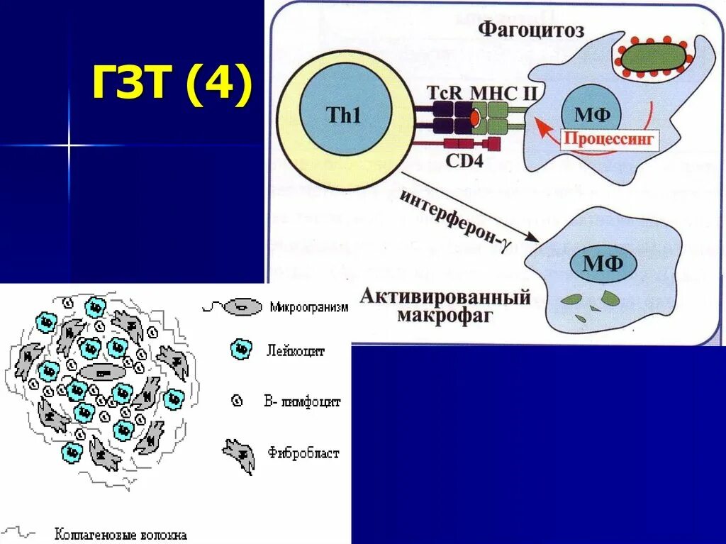 Гиперчувствительность замедленного типа (ГЗТ). ГЗТ 4 Тип гиперчувствительности. ГЗТ схема микробиология. ГЗТ. Гзт для мужчин купить