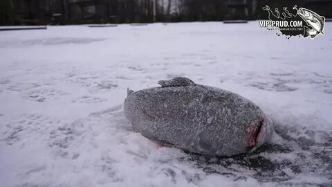 Форель в платных прудах