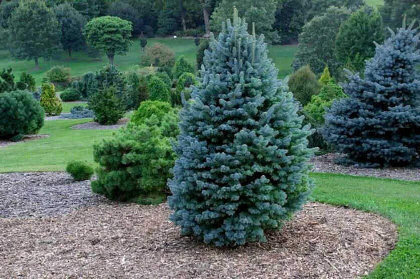 Gold Arboretum Пихта Фразера живая ЗКС